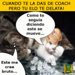 gato-ajedrez-coach